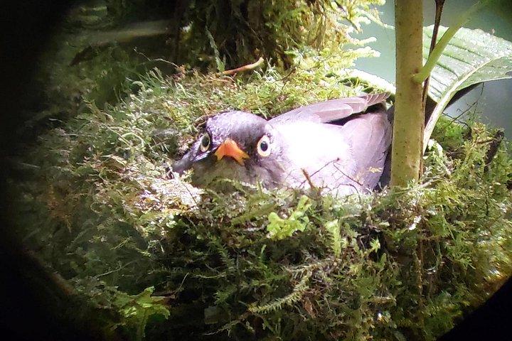 モンテベルデ雲霧林 | 動植物ガイドツアー