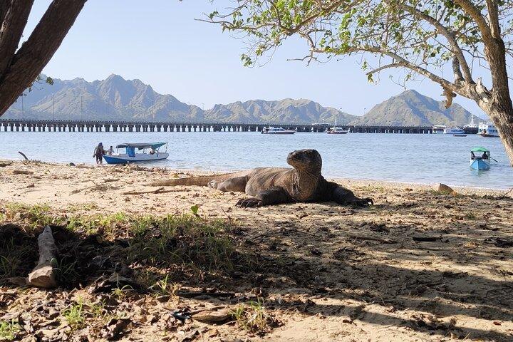 Voyage sur l'île de Komodo 4D 3N au départ de lombok