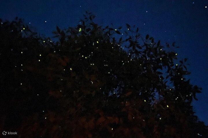 Soirées enchanteresses : Visite des lucioles et des larmes bleues avec dîner