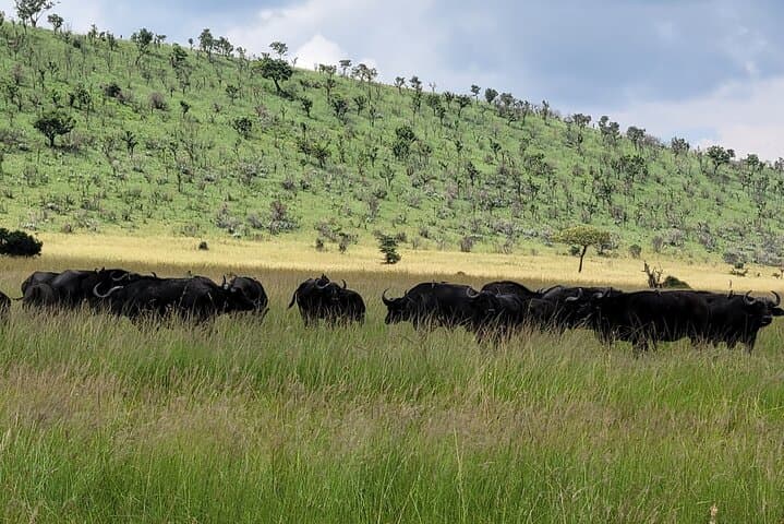 3 Days Masai Mara Safari