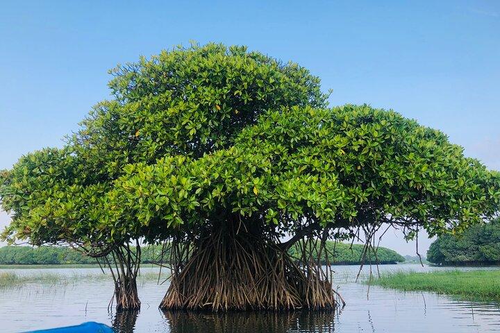 Tour por la laguna Pottuvil : Aventura de manglares en la bahía de Arugam