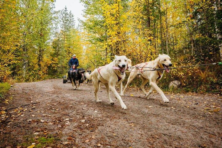 Rovaniemi: Born to Run 4km Self driven Husky Cart tour in Autumn