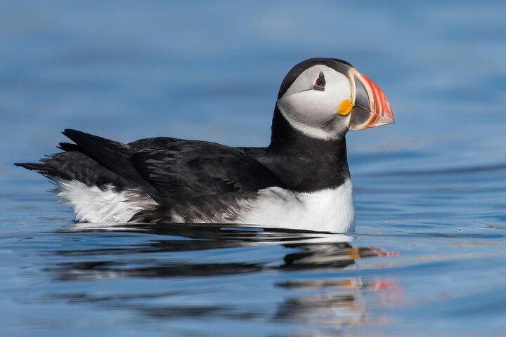 Viagens de Barco Anglesey Wildlife para Puffin Island