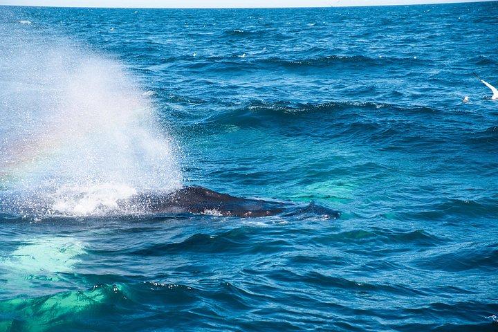 2 timmar Whale Watching Express äventyr