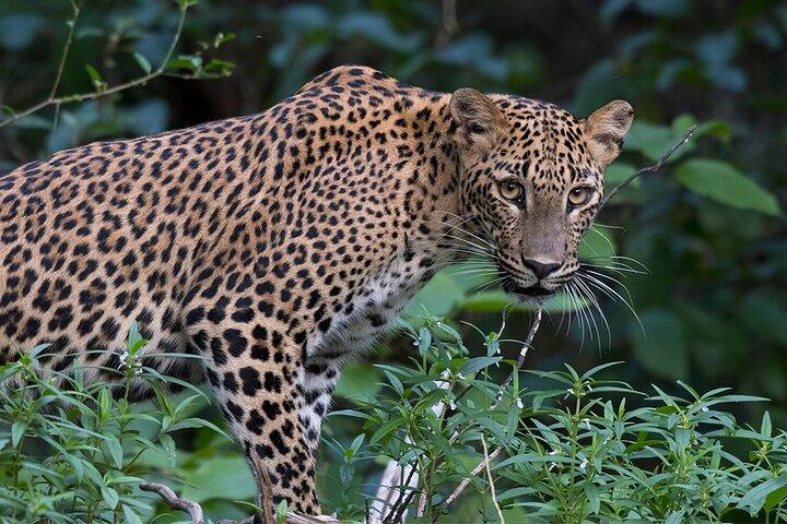Safari spécial léopards Parc national de Yala - 04h30 à 11h30