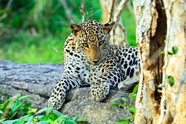 Safari spécial léopards Parc national de Yala - 04h30 à 11h30