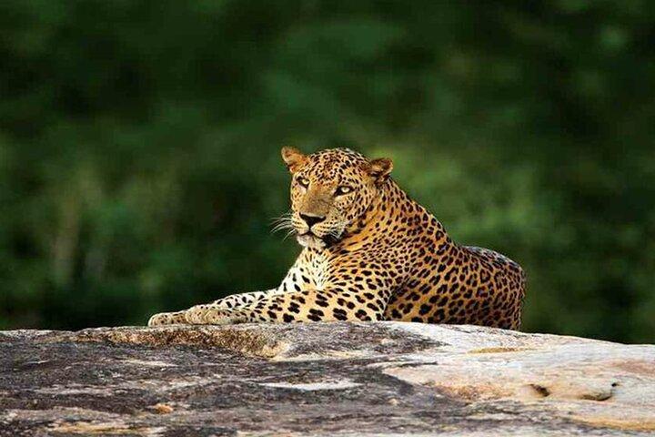 Safari spécial léopards Parc national de Yala - 04h30 à 11h30