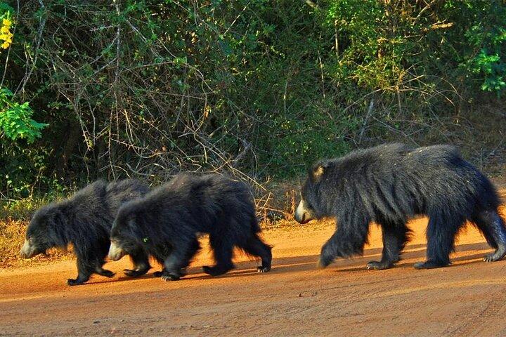 Safari spécial léopards Parc national de Yala - 04h30 à 11h30