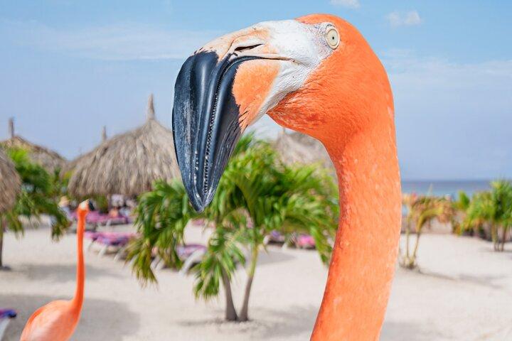 Excursion d'une journée tout compris à Aruba De Palm Island avec transport