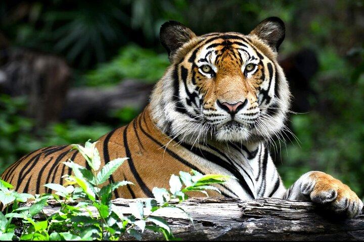 The Maharaja Trail: 5 dage Delhi, Agra, Ranthambhore, Jaipur