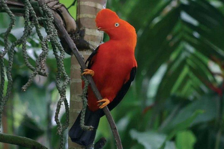 クスコからマヌ国立公園の生物多様性 3日間2泊