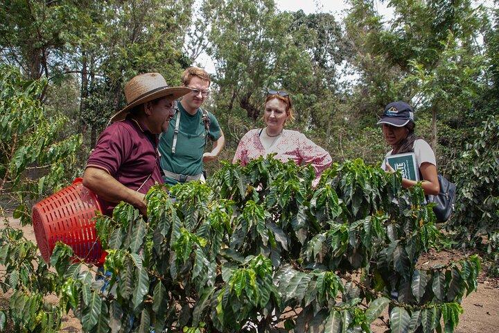 Coffee Tour in Antigua Guatemala