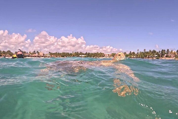 Tour privato : Turtle Swim & Cenote