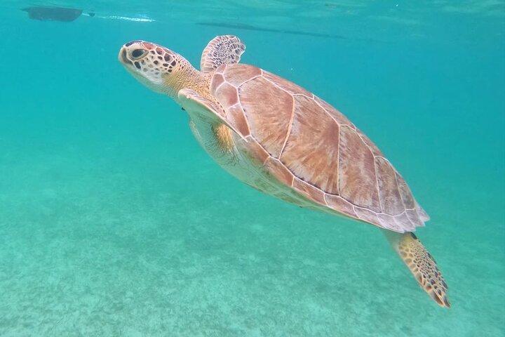 Tour privato : Turtle Swim & Cenote