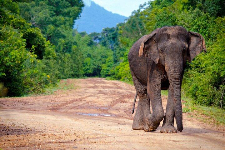 Ella a YALA SAFARI TOUR & Galle/Unawatuna/Mirissa/Tangalle drop