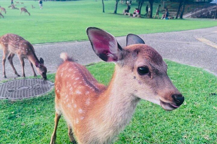 Kyoto & Nara : Excursion privée d'une journée en véhicule de luxe et Guide Anglais