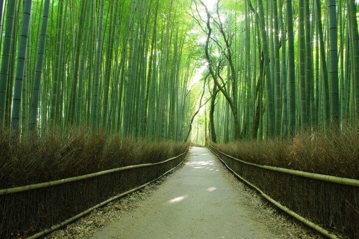 Kiyomizu dera Fushimi Inari und Nara Park Tagestour