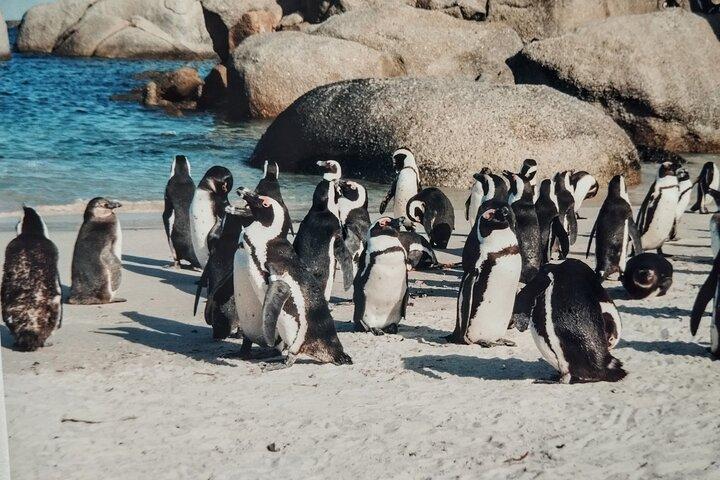 Halvdagstur til Cape Point og Boulders Beach