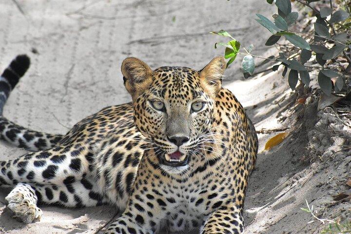Parco nazionale Wilpattu | Safari privato