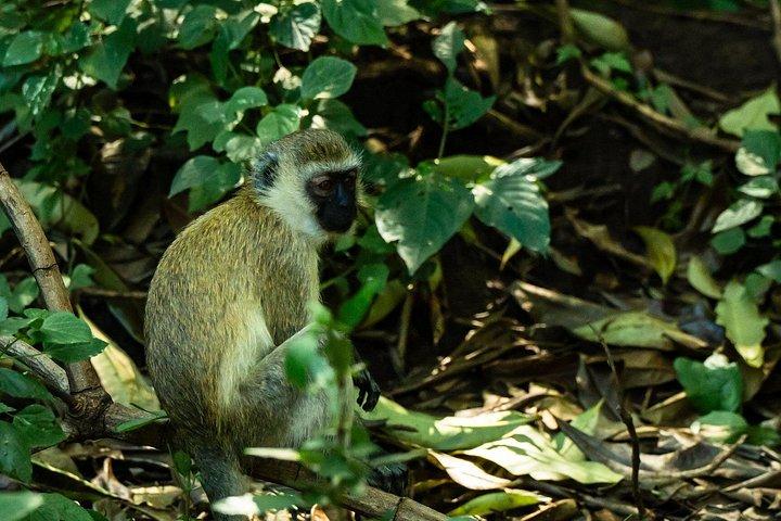 From Arusha: 6 Days Private Safari Eastern Great Rift Valley