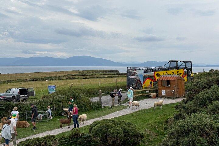 Esplora Dingle Slea Head Open Top Bus Tour
