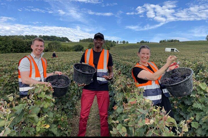 Esperienza di mezza giornata di vendemmia con degustazione a Epernay