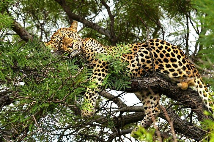 Chobe : ヒョウからランカーまで : Safari AM, Tiger Fishing PM