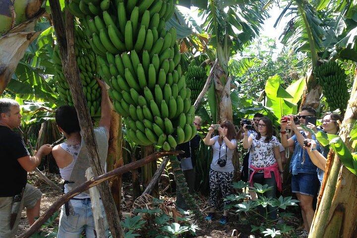 Tour ecológico de cultivo de plátanos en La Palma