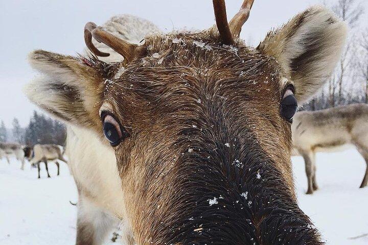 ROVANIEMI : Visita alla fattoria delle renne e passeggiate