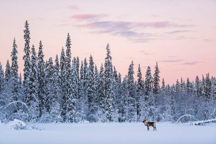 ROVANIEMI : トナカイ牧場見学と散策