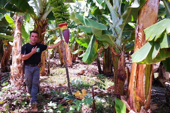 Tour ecológico de cultivo de plátanos en La Palma