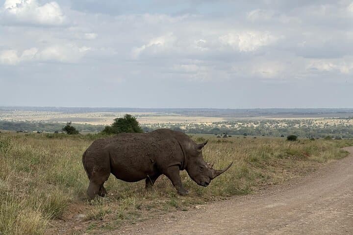 Half Day Nairobi National Park Tour