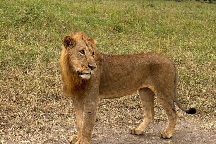 Half Day Nairobi National Park Tour
