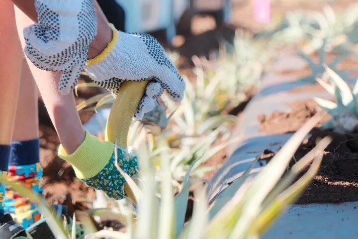 Expérience de plantation d'ananas Maui