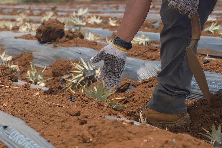 Expérience de plantation d'ananas Maui