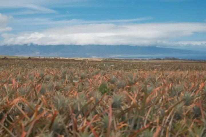 Expérience de plantation d'ananas Maui