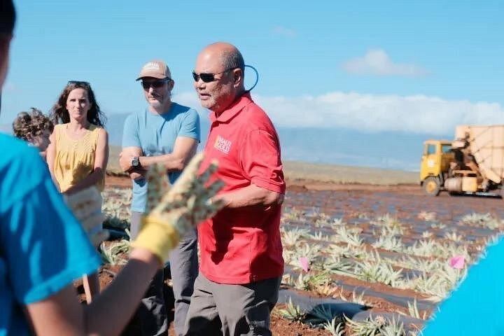 Maui Pineapple Planting Experience