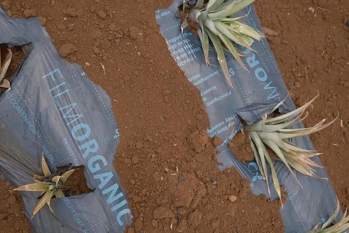 Maui Pineapple Planting Experience