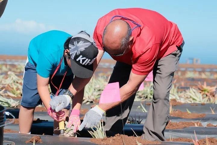Maui Pineapple Planting Experience