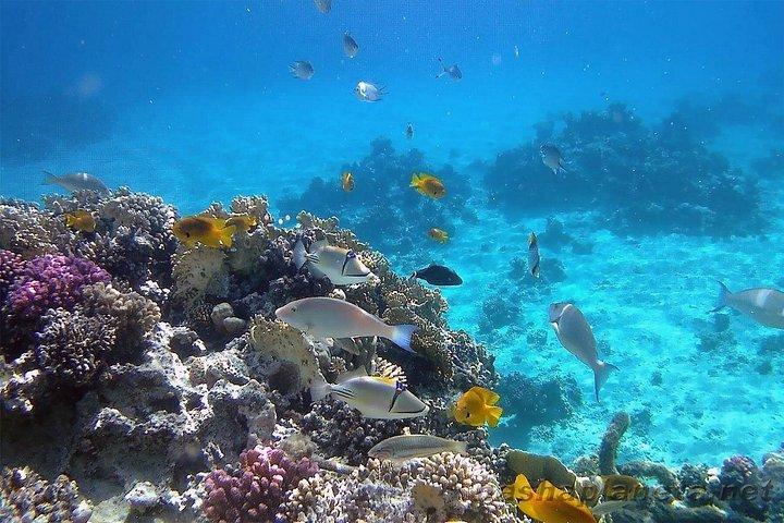 フルガダパノラマ半潜水艦とシュノーケリング海の旅