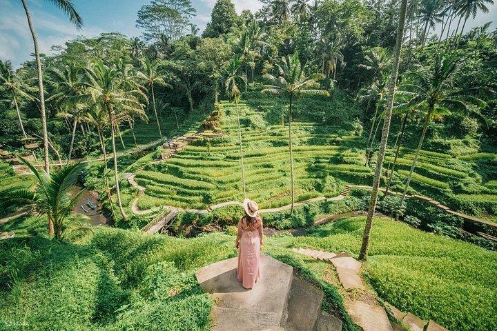 Guida turistica privata - Tempio e cascata di Ubud Rice Terraces