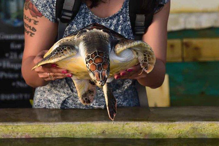 Hoteller i nærheden af Galle Fort, Madu River Safari & Turtle Hatchery