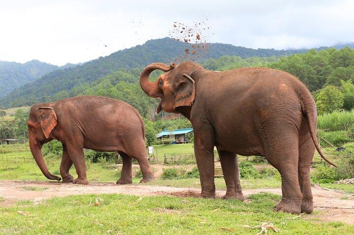 Big Boy Elephant Observation (sem toque) + Rafting de bambu