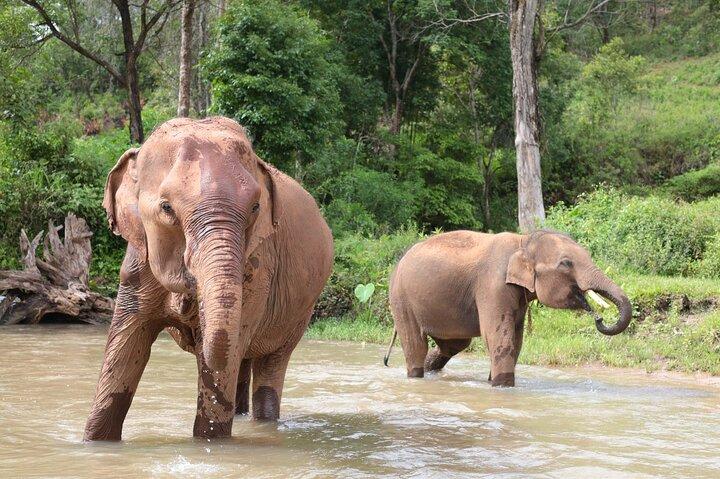 Big Boy Elephant Observation (sem toque) + Rafting de bambu