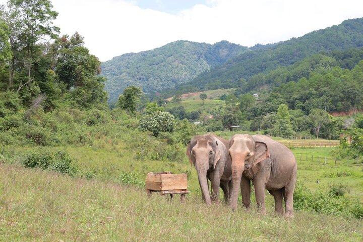 Big Boy Elephant Observation (sem toque) + Rafting de bambu