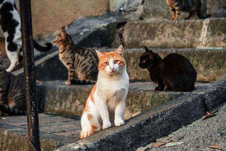 Istanbul Princes’ Islands Private Day Tour