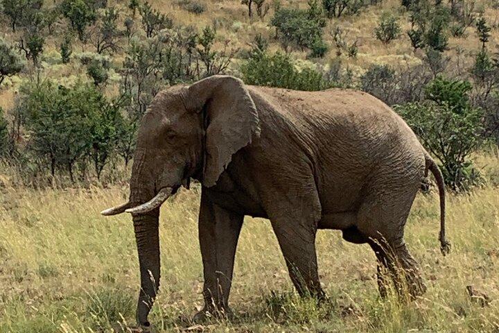 All inclusive 3 dage Kruger safari fra Johannesburg