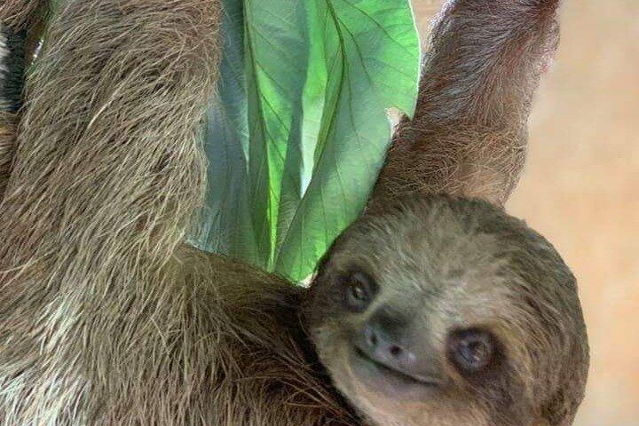 Roatan private Monkey Sloth Park Schokolade Rum & West Bay Beach