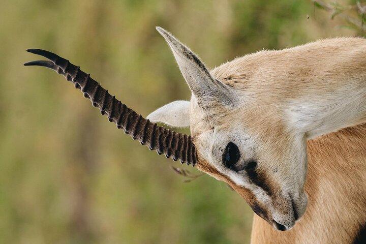 ザンジバル発ミクミ国立公園日帰りサファリフライト付き