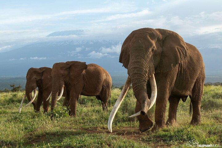 Tour Privado de 3 Días en Tarangire, Ngorongoro y Lago Manyara
